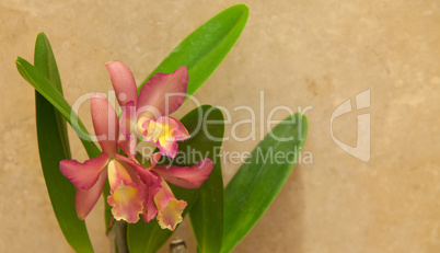 Cattleya orchid flower