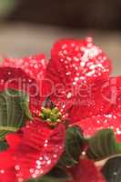 Red poinsettia holiday flower