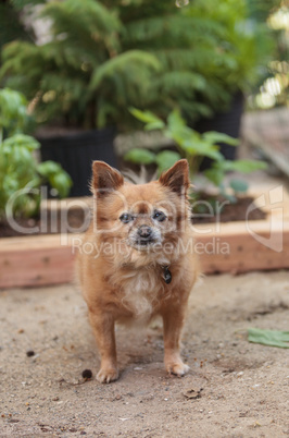 Pomeranian and Chihuahua mix dog