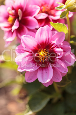 Pink Dahlia flower called Fascination