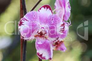 White and purple phalaenopsis orchid
