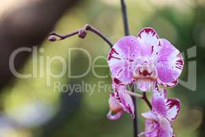 White and purple phalaenopsis orchid