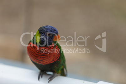 Rainbow Lorikeet bird, Trichoglossus haematodus