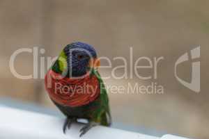 Rainbow Lorikeet bird, Trichoglossus haematodus