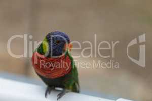 Rainbow Lorikeet bird, Trichoglossus haematodus