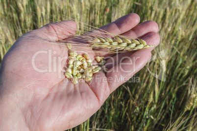 Agronomist is holding grain