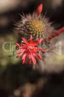Tunilla erectociada red cactus flower