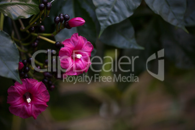 Red purple flower blooms on a tropical vine