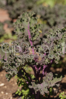 Scarlet Kale, Brassica oleracea