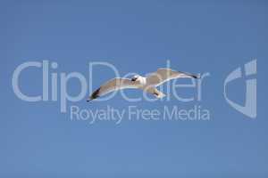 California Gull Larus californicus drops muscle shells