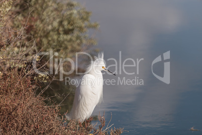 Snowy Egret, Egretta thula