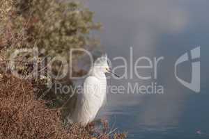 Snowy Egret, Egretta thula