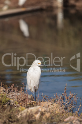 Snowy Egret, Egretta thula