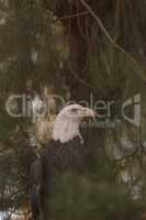 Southern Bald Eagle, Haliaeetus leucocephalus leucocephalus