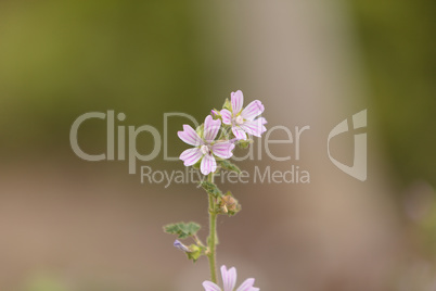 Pink and white Spring Beauty flower Claytonia virginica