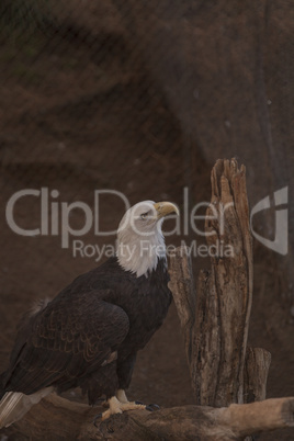 Southern Bald Eagle, Haliaeetus leucocephalus leucocephalus