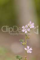 Pink and white Spring Beauty flower Claytonia virginica