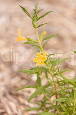 Sticky monkeyflower plant Mimulus aurantiacus