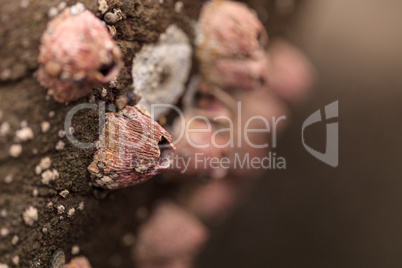 Pink barnacle Tetraclita rubescens