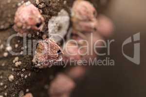 Pink barnacle Tetraclita rubescens