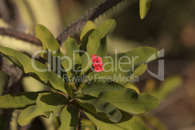 Tiny red flowers on Euphorbia milii var. splendens