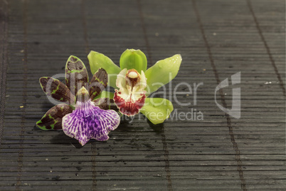 Purple and green orchids