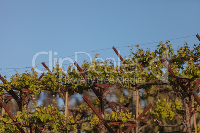 Green grapes, Vitis, arbor vine in Napa Valley