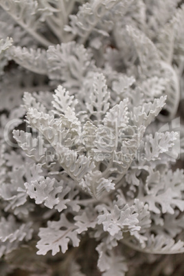 White fern background