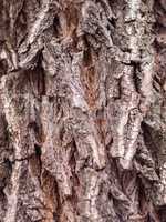 Bark Tree texture full frame in nature