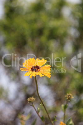 Black eyed Susan yellow daisy flower Rudbeckia fulgida