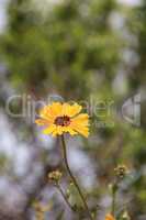 Black eyed Susan yellow daisy flower Rudbeckia fulgida