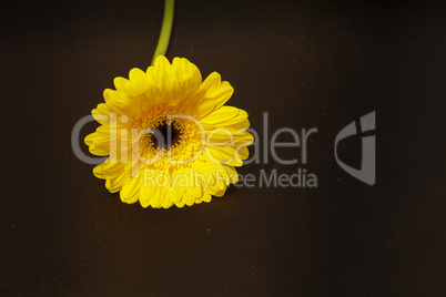 Bright yellow happy gerbera daisy flower Gerbera jamesonii