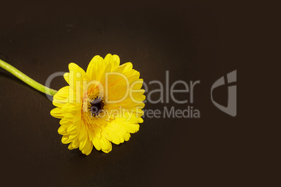 Bright yellow happy gerbera daisy flower Gerbera jamesonii