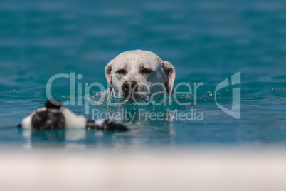 Yellow Labrador retriever dog swims