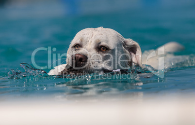 Yellow Labrador retriever dog swims