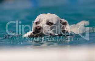 Yellow Labrador retriever dog swims