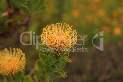 Yellow pincushion protea Leucospermum cordifolium