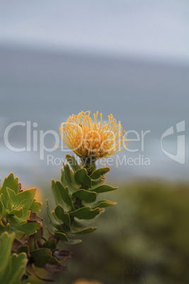 Yellow pincushion protea Leucospermum cordifolium