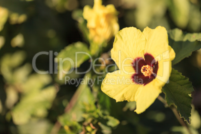 Hibiscus flower with detailed stamen