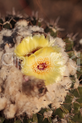 Yellow cactus flower on Notocactus warasii