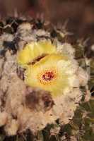 Yellow cactus flower on Notocactus warasii