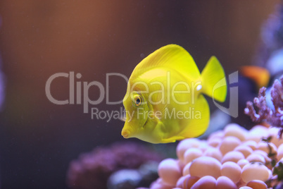 Yellow tang fish, Zebrasoma flavenscens