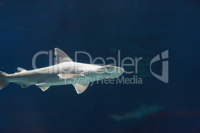Hammerhead shark, Sphyrna lewini