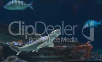 Hammerhead shark, Sphyrna lewini