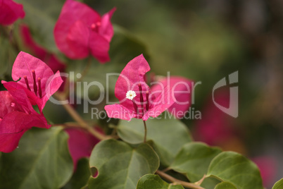 Pink flowers on a Bougainvillea bush vine