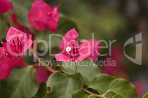 Pink flowers on a Bougainvillea bush vine