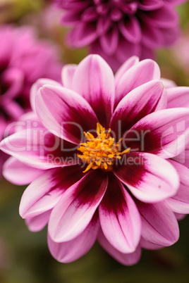 Pink Dahlia flower