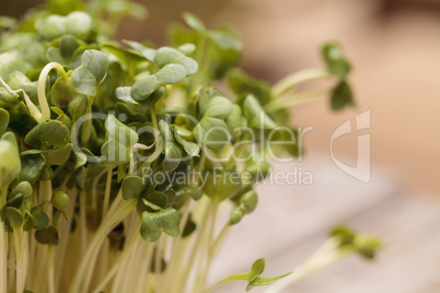 Green radish sprouts