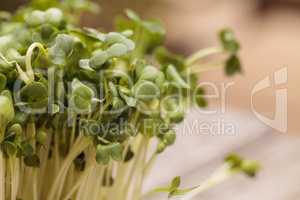 Green radish sprouts