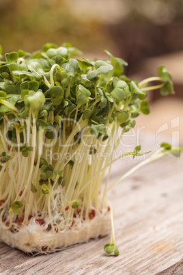 Green radish sprouts